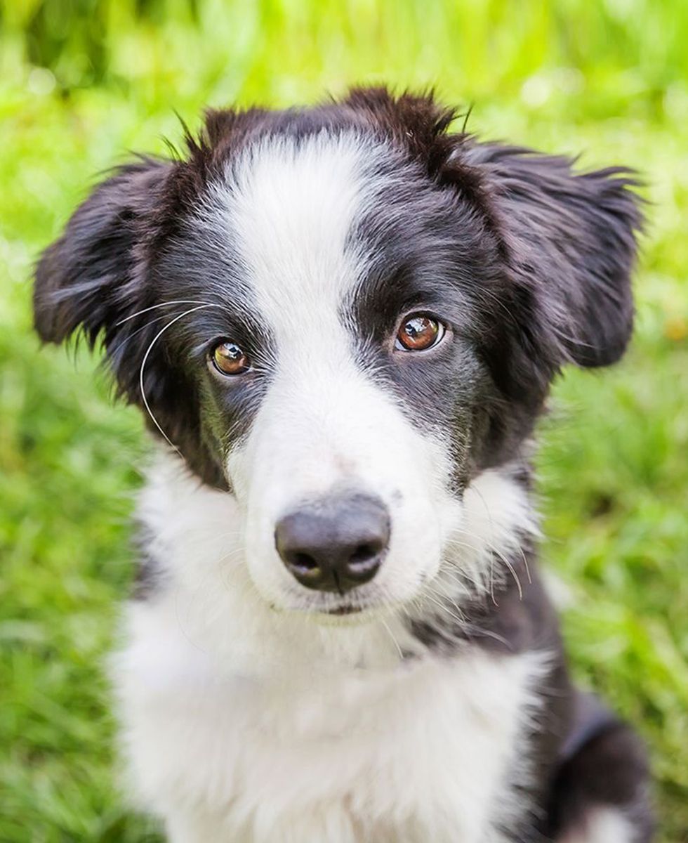border collie dog sitting on the grass looking at the camera in dog boarding at wescott acres luxury pet resort