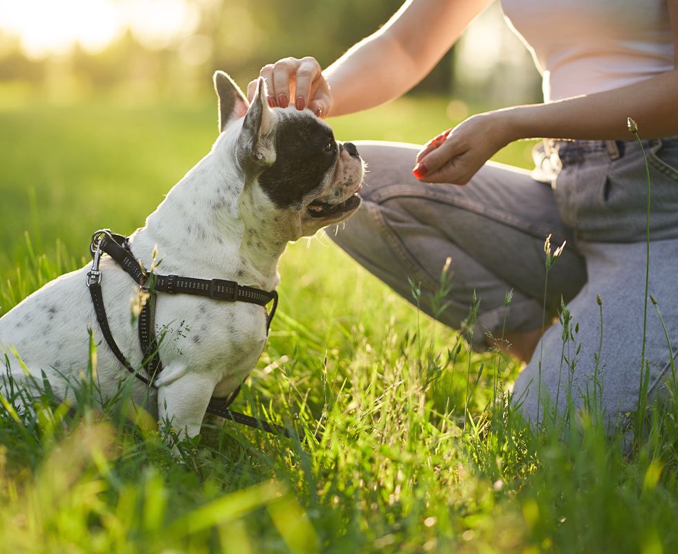 Woman training french bulldog park