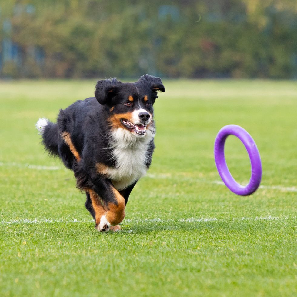 Sportive dog performing during lure coursing competition