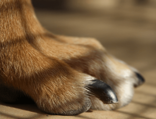 The Importance Of Trimming Your Dog's Nails