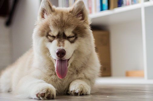 dog-smilin_20230623-221611_1