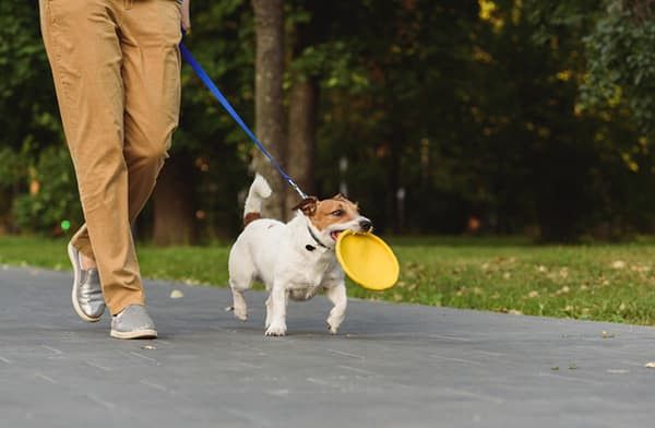 dog-training-policies-2-crop