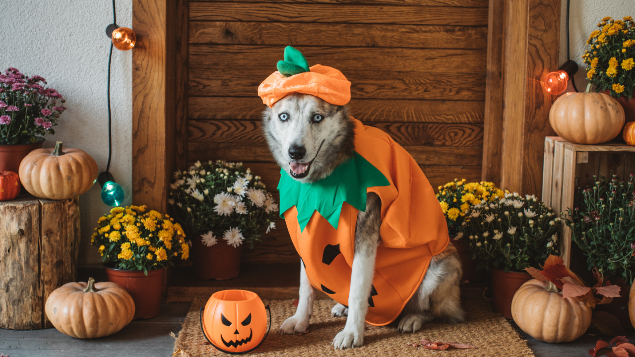 Halloween pet care