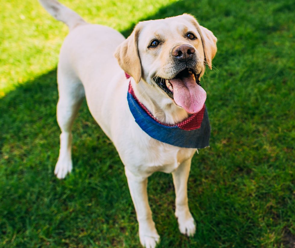 labrador dog standing on green grass