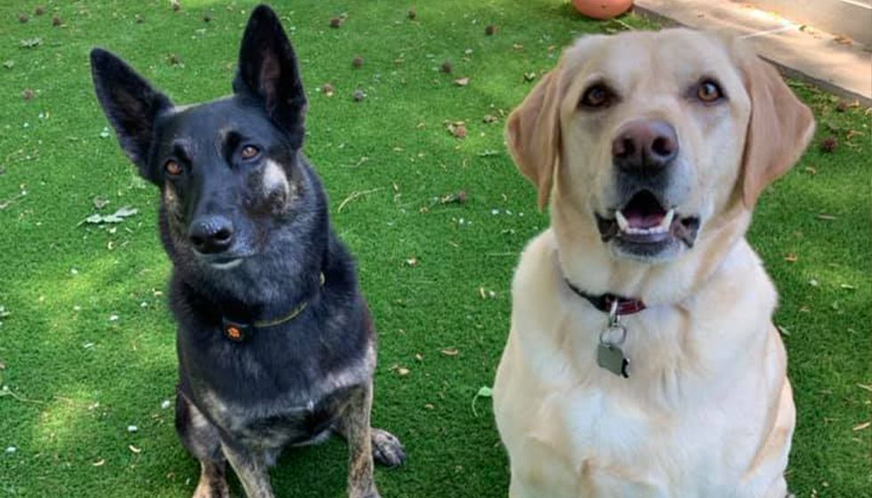 two dogs at wescott acres