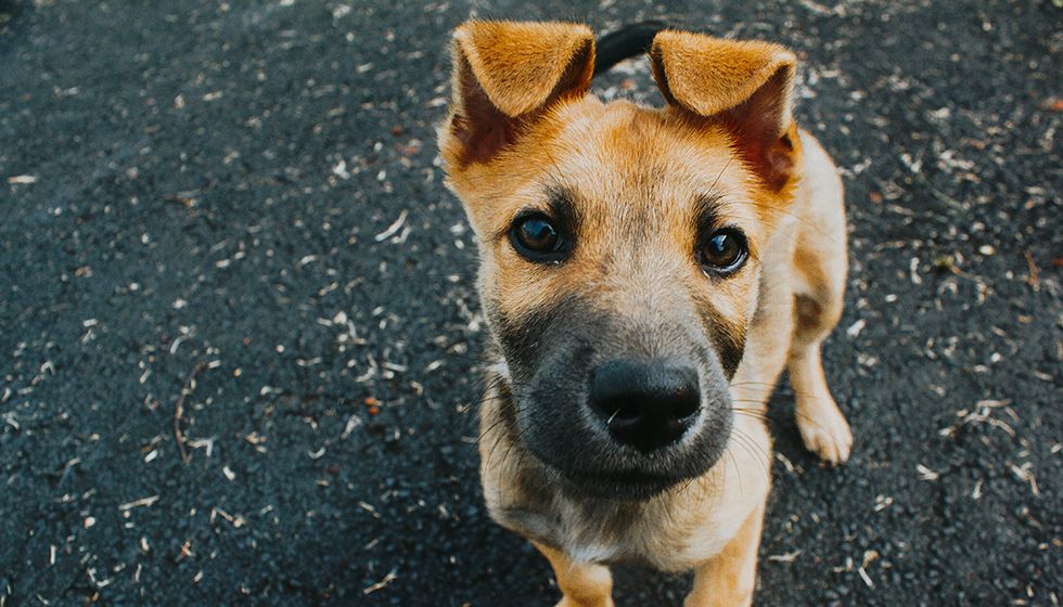 dog looking at the camera on asphalt