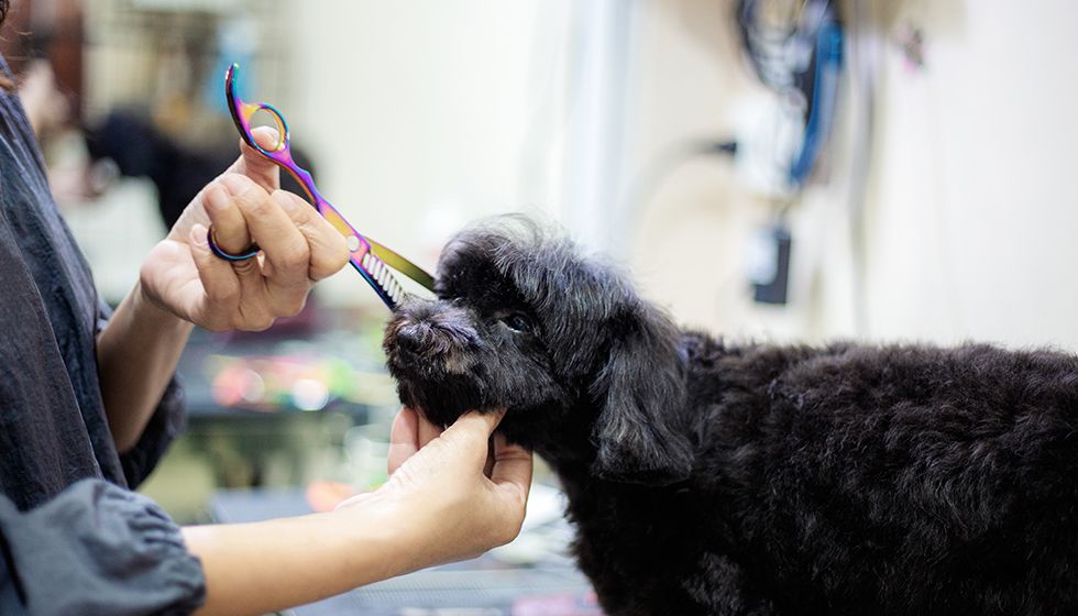 pet groomer giving a cut to a black dog at wescott acres luxury pet resort