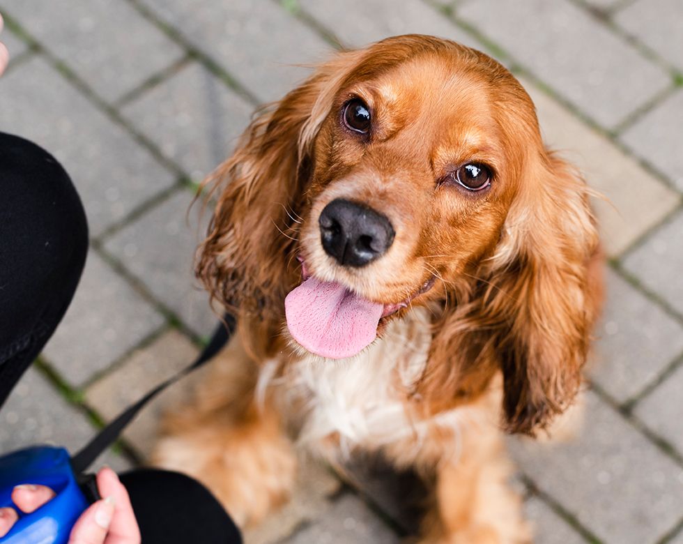 cocker spaniel dog taking a walk looking at the camera in dog boarding at wescott acres luxury pet boarding