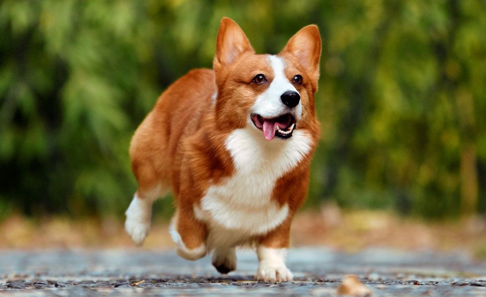 happy corgi dog running in dog daycare at wescott acres luxury pet resort