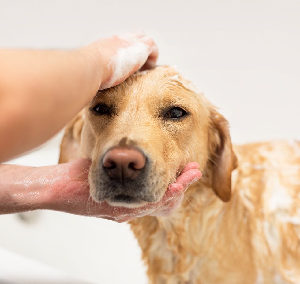 pet groomer giving bath to yellow labrador retriever dog at wescott acres luxury pet resort